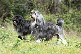 PETIT CHIEN LION 275